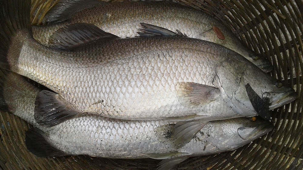 Koral Fish - Image 2