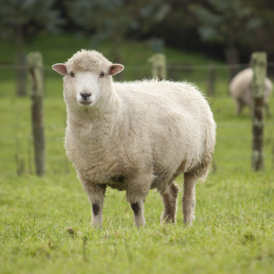 Sheep (Wool Sheep)