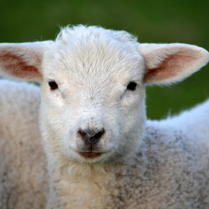Lamb (Meat Sheep)
