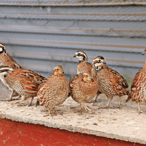 Quail Birds